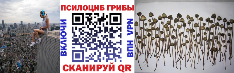 Псилоцибиновые грибы Cubensis  цена наркотик  Петровск 